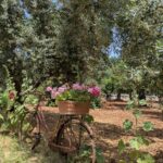 Trulli Papavero - Trulli fioriti