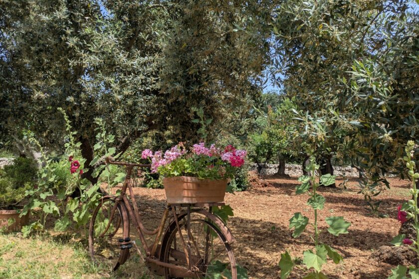 Trulli Papavero - Trulli fioriti