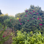 Casetta Girasole - Trulli Fioriti