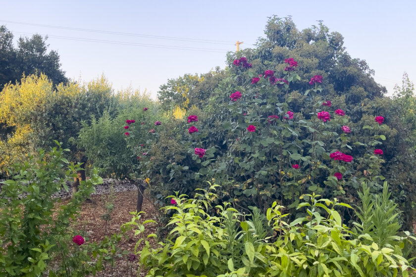 Casetta Girasole - Trulli Fioriti