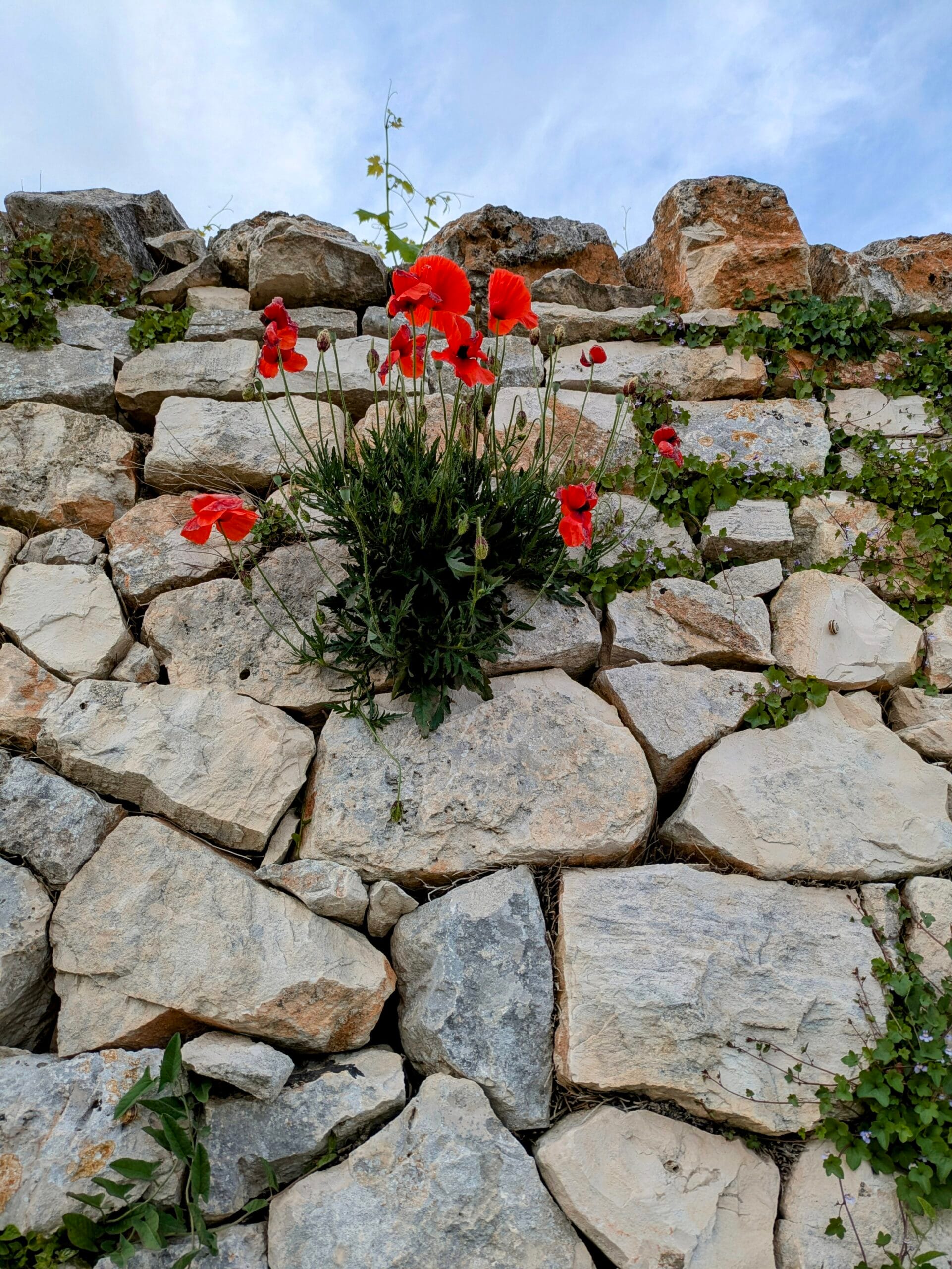 Trulli Papavero Locorotondo