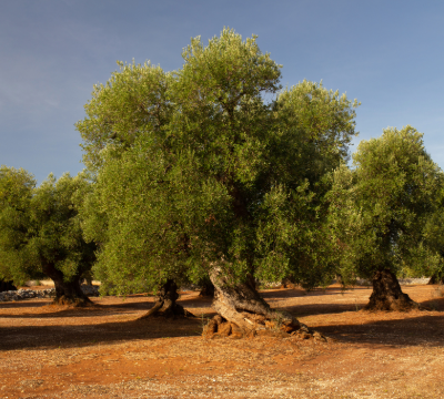 Top 10 Things to Do in Valle d'Itria Solo Traveling